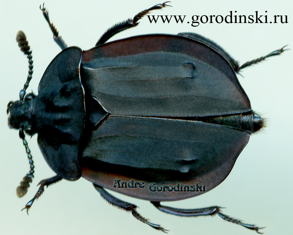 http://www.gorodinski.ru/silphidae/Oiceoptoma hypocrita.jpg